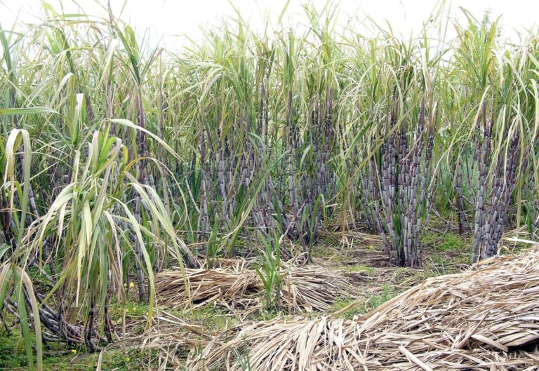 OPINION: The journey of sugarcane and its economic impact