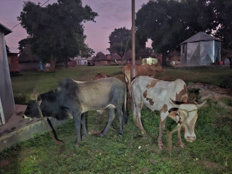 ARRESTED: Boda Boda rider and driver nabbed in Kaliro cattle theft ring