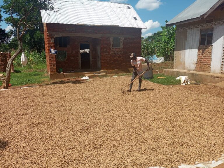 AGRIBUSINESS EMPLOYER: How groundnuts farming changed Wabwire’s life from a jobless youth in Namutumba to a budding agripreneur